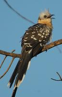 Great Spotted Cuckoo p.188
