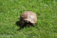 Ugandan tortoise on a lawn