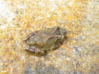 : Philautus odontotarsus; Serrate-legged Small Treefrog