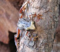 : Scinax uruguayus