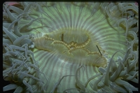 : Anthopleura sola; Green Anemone