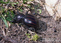 : Psammodes striatus; Striped Toktokkie Beetle