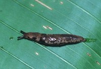 : Pallifera costaricensis; Costa Rica Mantleslug