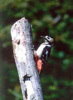 The Japanese race of the Great Spotted Woodpecker,