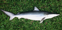 Carcharhinus porosus, Smalltail shark: fisheries