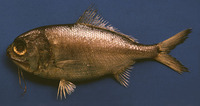 Polymixia lowei, Beardfish: fisheries