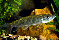 Hepsetus odoe, Kafue pike: fisheries, gamefish, aquarium