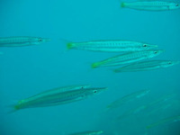 Sphyraena flavicauda, Yellowtail barracuda: fisheries