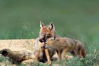 Image of: Vulpes velox (swift fox)