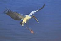 Image of: Mycteria americana (wood stork)