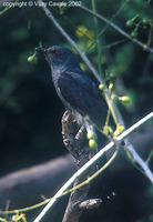 Grey-bellied Cuckoo - Cacomantis passerinus