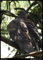 Black Eagle - Ictinaetus malayensis