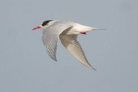 South American Tern - Sterna hirundinacea