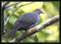 Plumbeous Pigeon - Patagioenas plumbea