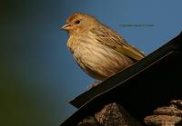 Saffron Finch: female