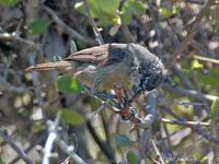 Cape Penduline-tit  (Anthoscopus minutus) Flickr