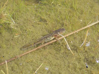 : Ambystoma macrodactylum; Long-toed Salamander