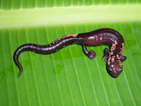 : Bolitoglossa alvaradoi; Alvarado's Salamander