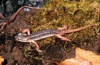 : Lyciasalamandra luschani atifi; Lycian Salamander