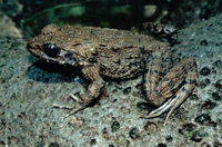: Rana rugosa; Wrinkled Frog