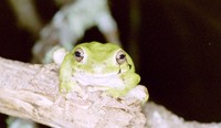 : Smilisca baudinii; Mexican Treefrog