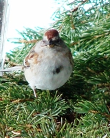 : Spizella arborea; Tree Sparrow