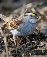 : Zonotrichia albicollis; White-throated Sparrow