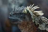 : Amblyrhynchus cristatus cristatus; Marine iguana