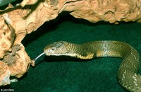 : Ophiophagus hannah; King Cobra