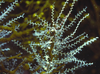 : Hydractinia californica; Hydroid