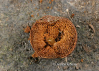 : Sycophila sp.