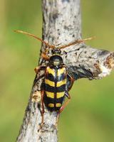 Leptura aurulenta - Hornet Beetle
