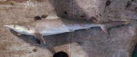 Rhizoprionodon porosus, Caribbean sharpnose shark: fisheries