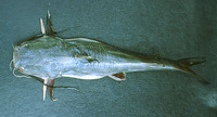 Sciades passany, Passany sea catfish: fisheries
