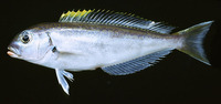 Caulolatilus cyanops, Blackline tilefish: fisheries, gamefish