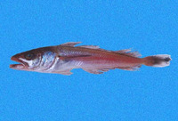 Merluccius angustimanus, Panama hake: fisheries