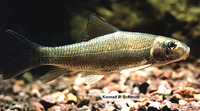 Moxostoma anisurum, Silver redhorse: gamefish