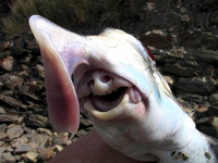 Callorhinchus milii, Ghost shark: fisheries