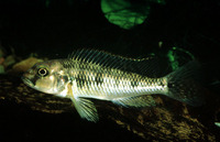 Orthochromis malagaraziensis, :