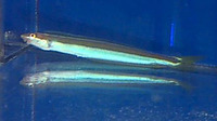 Plagiotremus goslinei, Biting blenny: aquarium