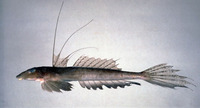 Repomucenus huguenini, : fisheries