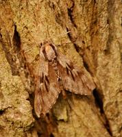 Sphinx pinastri - Pine Hawk-moth