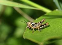 Image of: Melanoplus femurrubrum (redlegged grasshopper)
