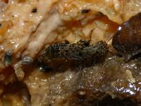 Image of: Ontholestes cingulatus (carrion beetle)