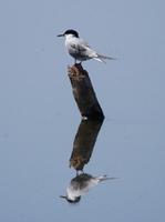 Image of: Sterna hirundo (common tern)