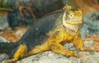 Image of: Conolophus subcristatus (land iguana)