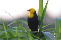 Yellow-hooded Blackbird - Chrysomus icterocephalus