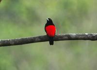 Cherrie's Tanager  