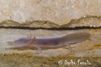 : Eurycea rathbuni; Texas Blind Salamander
