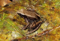 : Mantidactylus aerumnalis